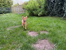 DORA, Hund, Mischlingshund in Großenbrode - Bild 11