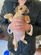 DORA, Hund, Mischlingshund in Großenbrode - Bild 13