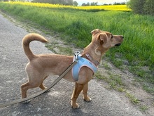 DORA, Hund, Mischlingshund in Großenbrode - Bild 2