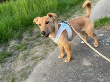 DORA, Hund, Mischlingshund in Großenbrode - Bild 3