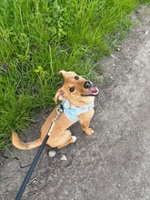 DORA, Hund, Mischlingshund in Großenbrode - Bild 4