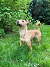 DORA, Hund, Mischlingshund in Großenbrode - Bild 5