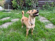 DORA, Hund, Mischlingshund in Großenbrode - Bild 6