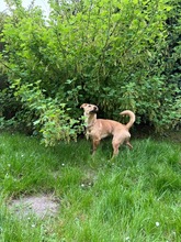 DORA, Hund, Mischlingshund in Großenbrode - Bild 8
