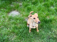 DORA, Hund, Mischlingshund in Großenbrode - Bild 9