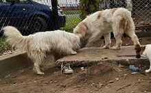 BAILEY, Hund, Mischlingshund in Ungarn - Bild 2