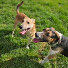 KORI, Hund, Mischlingshund in Portugal - Bild 5