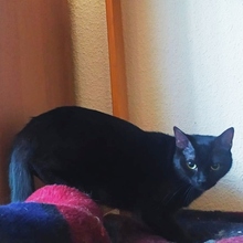 SIDANK, Katze, Europäisch Kurzhaar in Spanien - Bild 8