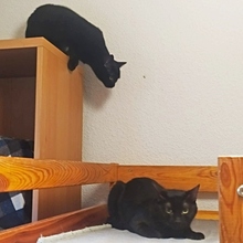 SIDANK, Katze, Europäisch Kurzhaar in Spanien - Bild 9