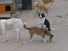 RAYA, Hund, Mischlingshund in Bulgarien - Bild 4