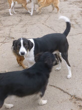 RAYA, Hund, Mischlingshund in Bulgarien - Bild 5