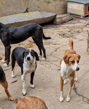 RIA, Hund, Mischlingshund in Bulgarien - Bild 3