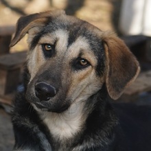 CHITA, Hund, Mischlingshund in Griechenland - Bild 1