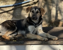 CHITA, Hund, Mischlingshund in Griechenland - Bild 13