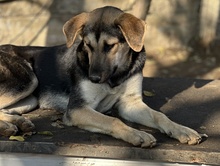 CHITA, Hund, Mischlingshund in Griechenland - Bild 14