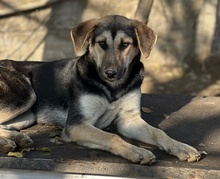 CHITA, Hund, Mischlingshund in Griechenland - Bild 15