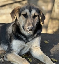 CHITA, Hund, Mischlingshund in Griechenland - Bild 18