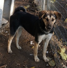 CHITA, Hund, Mischlingshund in Griechenland - Bild 2