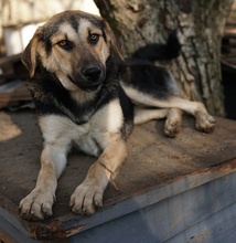 CHITA, Hund, Mischlingshund in Griechenland - Bild 3