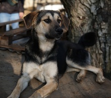 CHITA, Hund, Mischlingshund in Griechenland - Bild 4