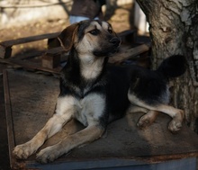 CHITA, Hund, Mischlingshund in Griechenland - Bild 5