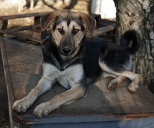 CHITA, Hund, Mischlingshund in Griechenland - Bild 6