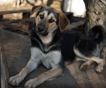 CHITA, Hund, Mischlingshund in Griechenland - Bild 7