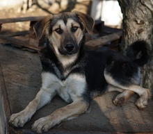 CHITA, Hund, Mischlingshund in Griechenland - Bild 8