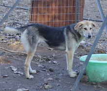 CIRI, Hund, Mischlingshund in Griechenland - Bild 12