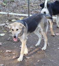 CIRI, Hund, Mischlingshund in Griechenland - Bild 13