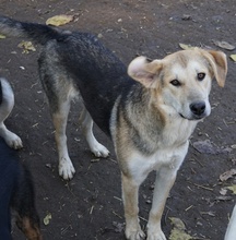 CIRI, Hund, Mischlingshund in Griechenland - Bild 2