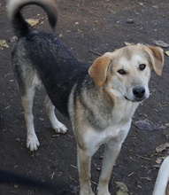 CIRI, Hund, Mischlingshund in Griechenland - Bild 3