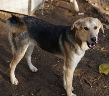 CIRI, Hund, Mischlingshund in Griechenland - Bild 8