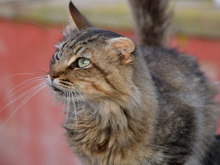 LAURO, Katze, Langhaarkatze-Mix in Leverkusen - Bild 1