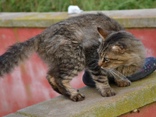 LAURO, Katze, Langhaarkatze-Mix in Leverkusen - Bild 2