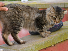 LAURO, Katze, Langhaarkatze-Mix in Leverkusen - Bild 3