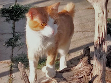 FINN, Katze, Europäisch Kurzhaar in Neuenhagen - Bild 2