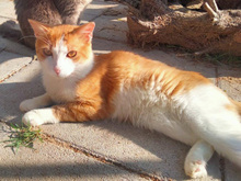 FINN, Katze, Europäisch Kurzhaar in Neuenhagen - Bild 5