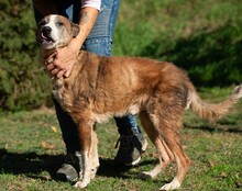 MIRON, Hund, Mischlingshund in Ungarn - Bild 7