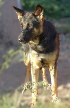 DONNA, Hund, Deutscher Schäferhund-Mix in Rumänien - Bild 9