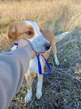 ARON, Hund, Mischlingshund in Ungarn - Bild 2