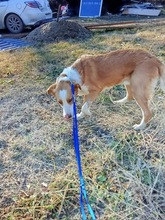 ARON, Hund, Mischlingshund in Ungarn - Bild 3