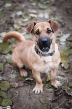 MÜTYÜR, Hund, Mischlingshund in Ungarn - Bild 1