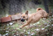 MÜTYÜR, Hund, Mischlingshund in Ungarn - Bild 2