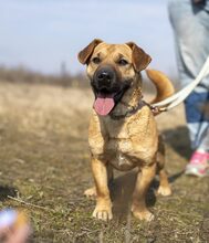 MÜTYÜR, Hund, Mischlingshund in Eckernförde - Bild 1