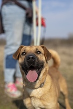 MÜTYÜR, Hund, Mischlingshund in Eckernförde - Bild 2