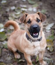 MÜTYÜR, Hund, Mischlingshund in Eckernförde - Bild 5