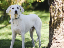 FANTINO, Hund, Mischlingshund in Ahrensfelde - Bild 5