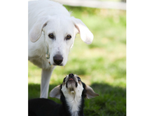 FANTINO, Hund, Mischlingshund in Ahrensfelde - Bild 6