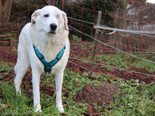 KAEL, Hund, Mischlingshund in Mömbris - Bild 4